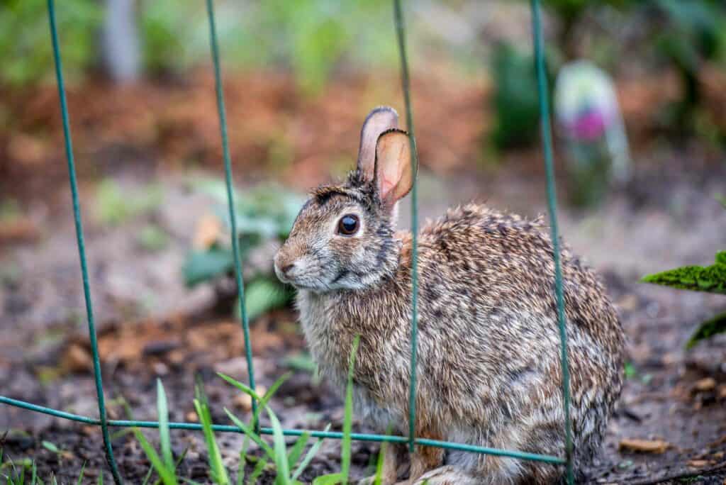 How to keep rabbits and groundhogs out of the garden