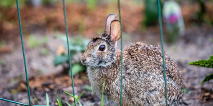 How to keep rabbits and groundhogs out of garden - Rabbit in the garden