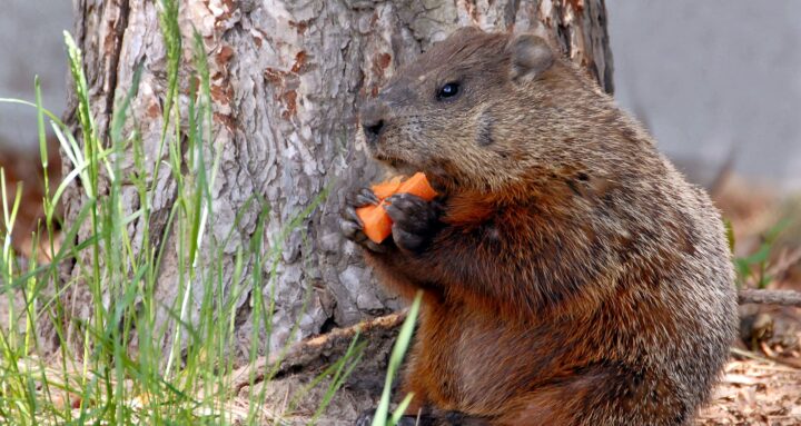 How to keep rabbits and groundhogs out of garden - Groundhog eating carrot in garden