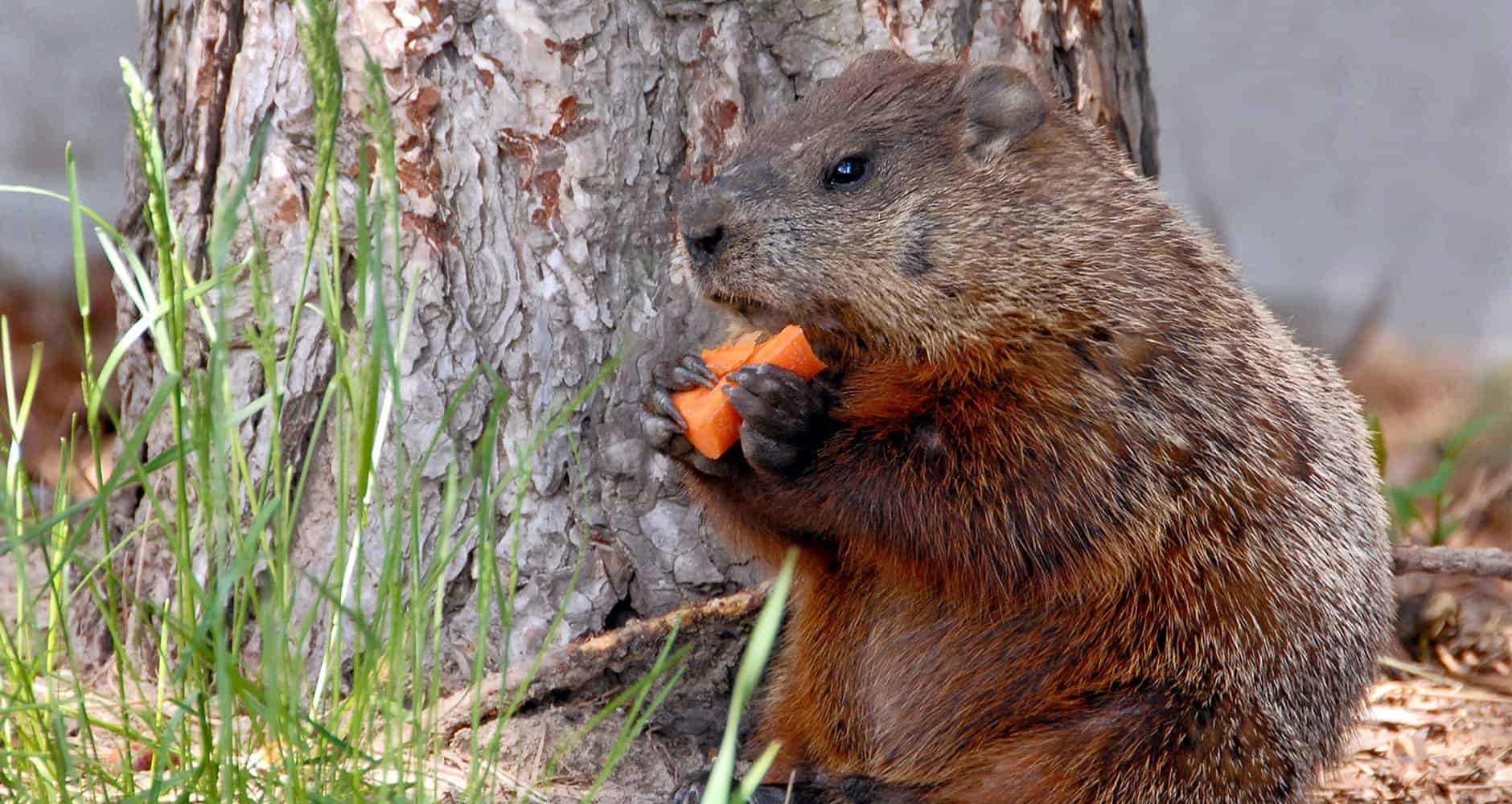 how-to-keep-rabbits-and-groundhogs-out-of-the-garden
