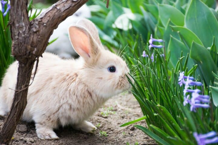 How to keep rabbits and groundhogs out of garden - White rabbit in the garden