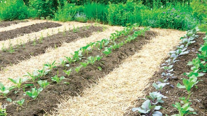 How to till a garden without a tiller - garden beds