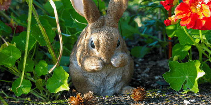 how to keep rabbits out of your garden with ivory soap