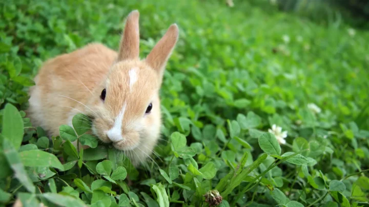 how to keep rabbits out of your garden with ivory soap - rabbit