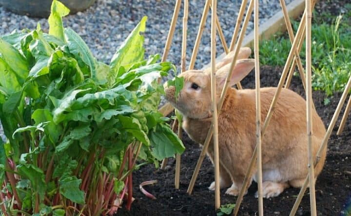 how to keep rabbits out of your garden with ivory soap - rabbit eating salad