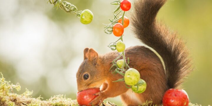 what animals eat tomatoes in garden - squirrel eating tomatoes