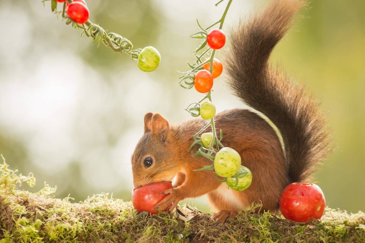 what animals eat tomatoes in garden - squirrel eating tomatoes