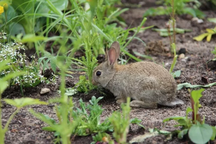 what animals eat tomatoes in garden - rabbit in garden