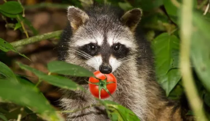 what animals eat tomatoes in garden - raccoon eating tomato