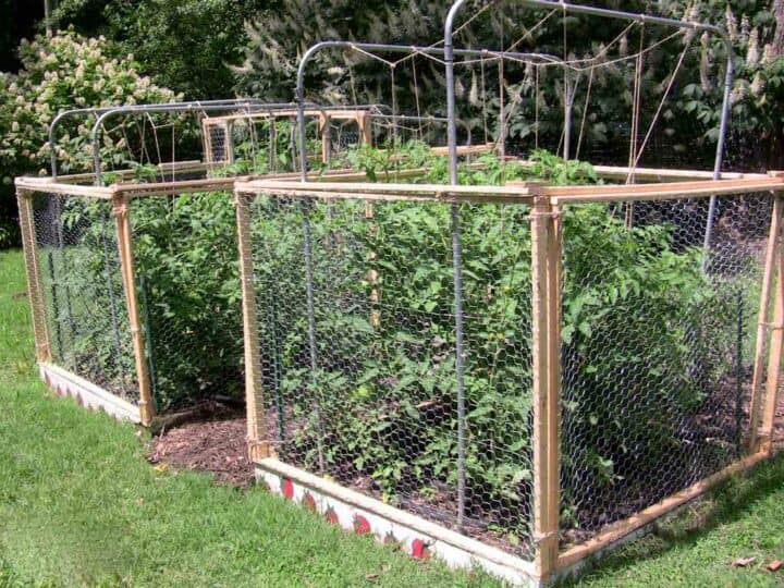 what animals eat tomatoes in garden - fence around tomato plants