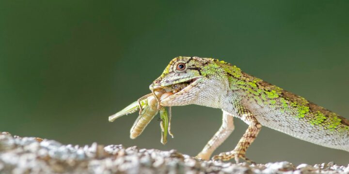 what do lizards eat in the garden, lizard eating