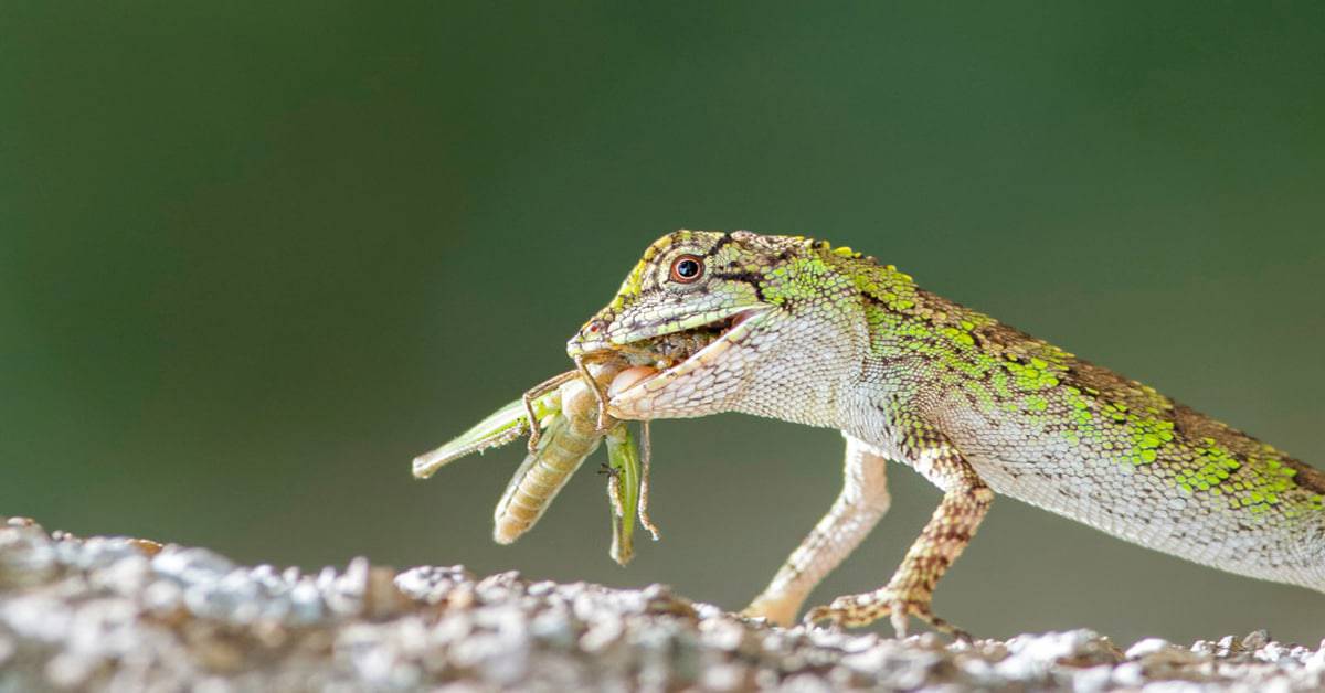 what do lizards eat in the garden, lizard eating