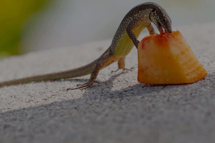 what do lizards eat in the garden, lizard eating fruit