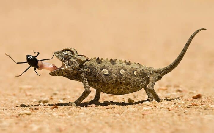 what do lizards eat in the garden: lizard eating bug