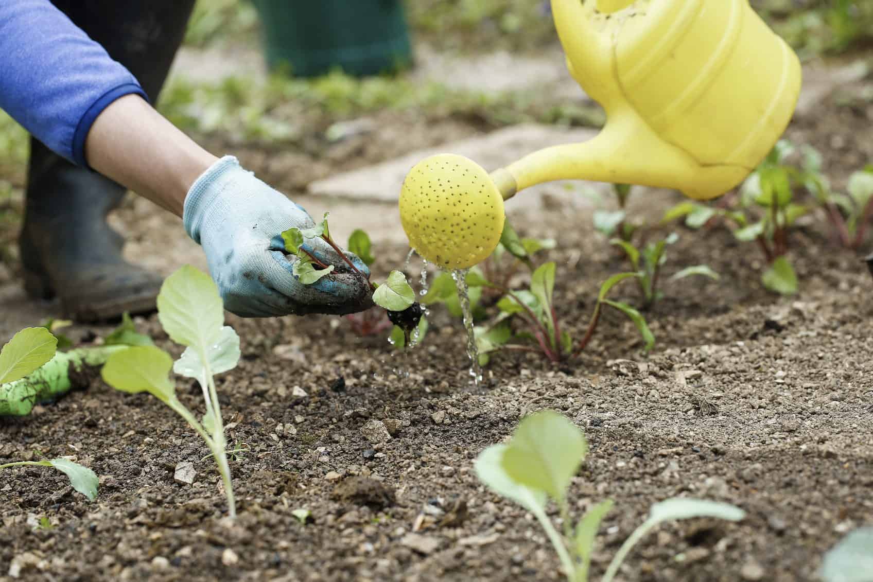 what to do with old garden soil