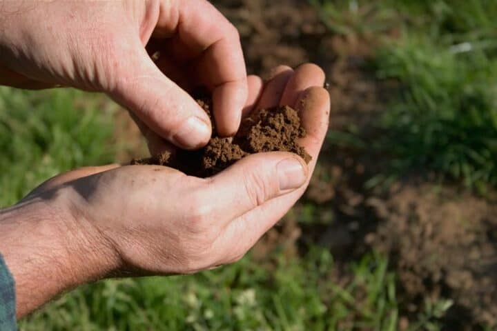 what to do with old garden soil? Soil in hand.