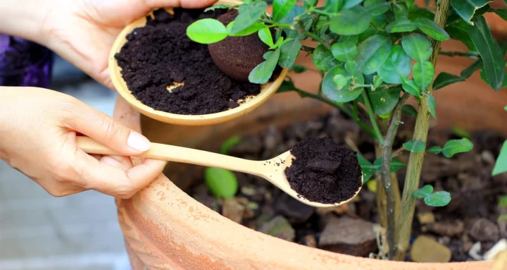 what to do with old garden soil? Adding soil to plant.