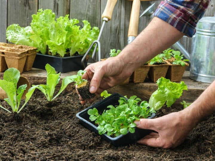 when is it too late to plant a garden? Planting salad.