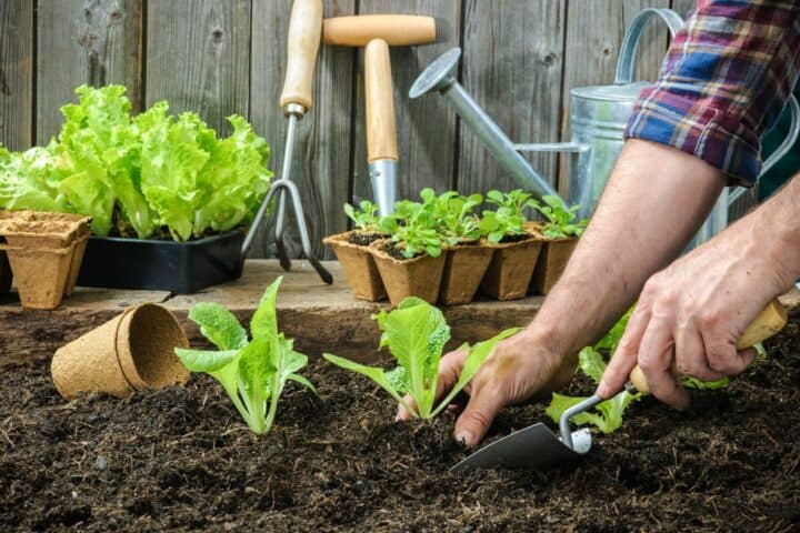 when is it too late to plant a garden? Planting vegetables.